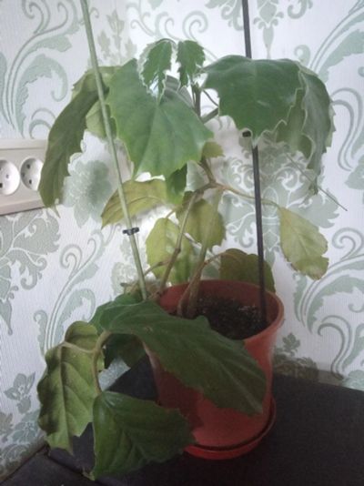Лот: 19172579. Фото: 1. Тетрастигма (лат. Tetrastigma). Горшечные растения и комнатные цветы
