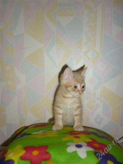 Лот: 2432891. Фото: 1. Котеночек в добрые руки. Кошки, котята