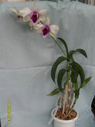 Лот: 2762796. Фото: 1. орхидея, дендробиум- фаленопсис. Горшечные растения и комнатные цветы