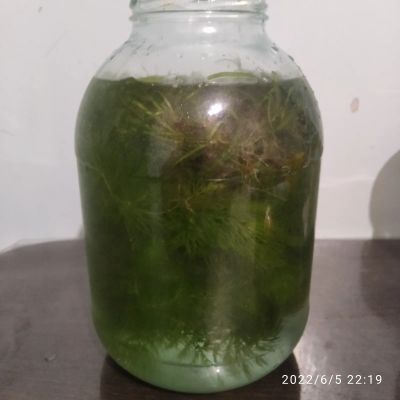 Лот: 19127984. Фото: 1. Роголистник. Водные растения