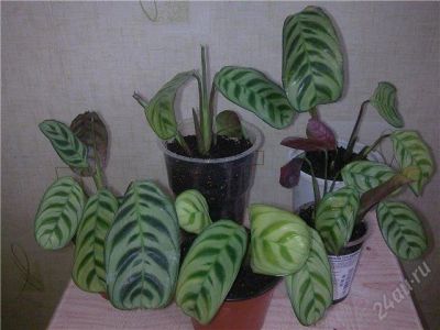 Лот: 92650. Фото: 1. Ктенанте. Горшечные растения и комнатные цветы