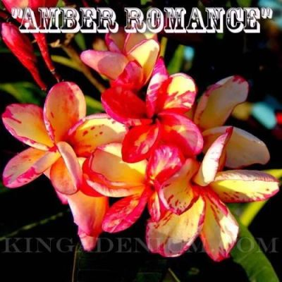 Лот: 3999534. Фото: 1. семена плюмерии "Amber romace... Горшечные растения и комнатные цветы