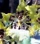 Лот: 1294296. Фото: 1. орхидея Colmn Wildcatt var Golden... Горшечные растения и комнатные цветы