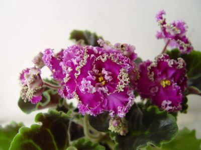 Лот: 3564775. Фото: 1. Фиалка Frosted Flames (детка). Горшечные растения и комнатные цветы