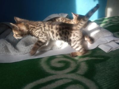 Лот: 17213678. Фото: 1. Бенгальская красоточка 07.01.21. Кошки, котята