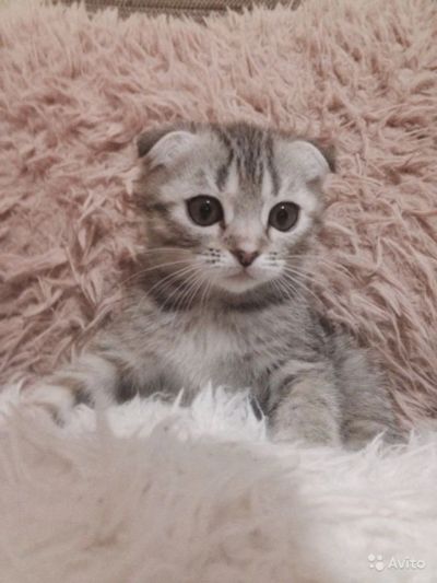 Лот: 6162246. Фото: 1. Шотландская кисонька. Кошки, котята