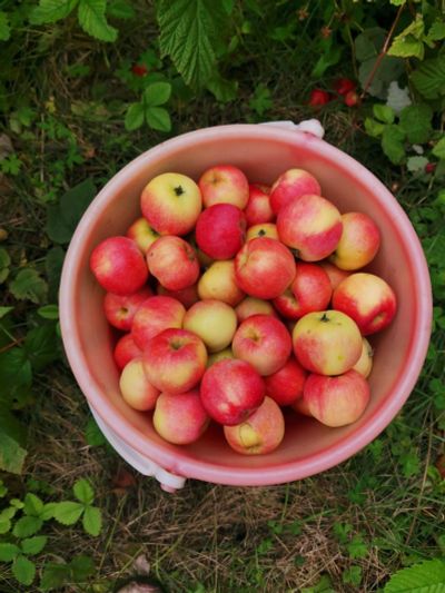 Лот: 16350577. Фото: 1. Яблоки садовые. Другое (семена, рассада, садовые растения)