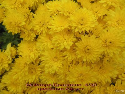 Лот: 8877771. Фото: 1. Брондине мультифлора. Садовые цветы