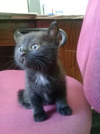 Лот: 11916340. Фото: 1. Котенок девочка. Кошки, котята