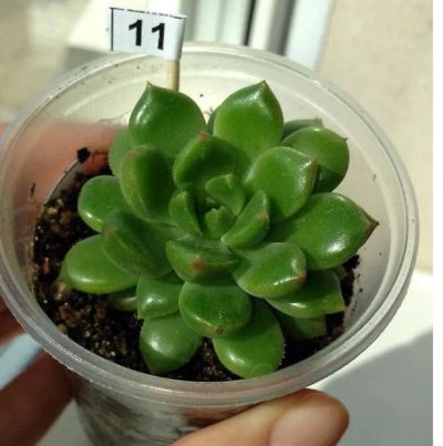 Лот: 6179635. Фото: 1. Echeveria cuencaensis ( редкая... Горшечные растения и комнатные цветы