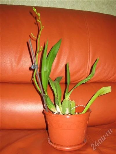Лот: 1843058. Фото: 1. Орхидея желтая. Горшечные растения и комнатные цветы