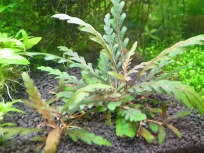 Лот: 21509633. Фото: 1. Гигрофила Пиннатифида (Hygrophila... Водные растения