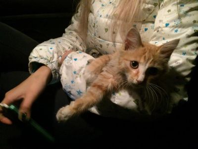 Лот: 8514215. Фото: 1. Отдам котёнка. Кошки, котята