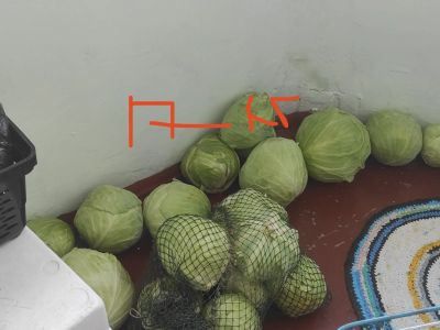 Лот: 24073994. Фото: 1. капуста 17 кг. Овощи