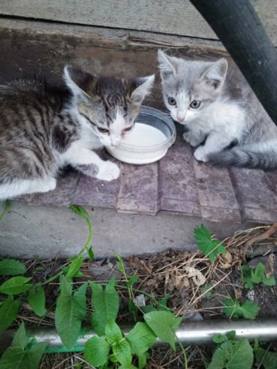 Лот: 25548025. Фото: 1. Котёнок. Кошки, котята