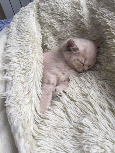 Лот: 9804331. Фото: 1. Пушистое чудо. Кошки, котята