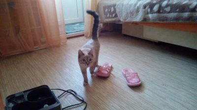 Лот: 3772873. Фото: 1. Уникальная кошечка ищет надежную... Кошки, котята