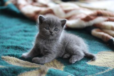 Лот: 6108555. Фото: 1. Британские котята. Кошки, котята