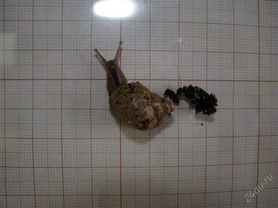 Лот: 1739519. Фото: 1. Улитки 5шт. Achatina fulica... Остальные животные