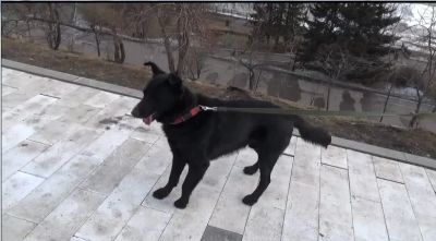 Лот: 15249816. Фото: 1. Отдам собаку для охраны. Собаки, щенки