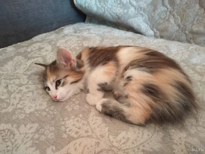 Лот: 16014311. Фото: 1. Котёнок с лотком. Кошки, котята