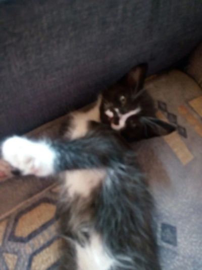 Лот: 11270144. Фото: 1. котята. Кошки, котята