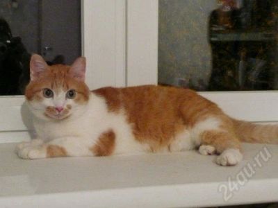 Лот: 684521. Фото: 1. котик Бест ждет свою семью. Остальные животные
