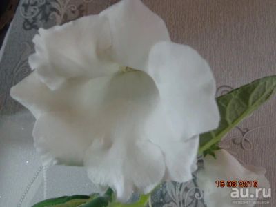 Лот: 7994951. Фото: 1. Глоксиния белая - лист. Горшечные растения и комнатные цветы