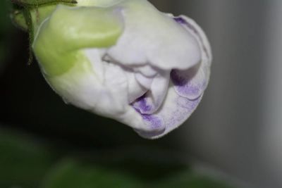 Лот: 2987297. Фото: 1. Глоксиния 7 (цветущая). Горшечные растения и комнатные цветы