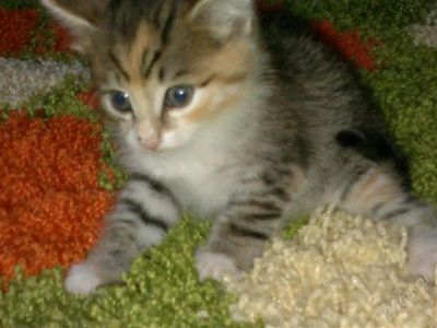 Лот: 1165867. Фото: 1. Подарю котенка. Остальные животные