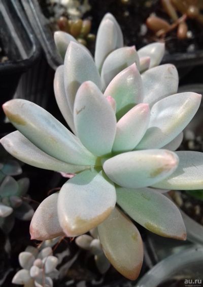 Лот: 8407186. Фото: 1. Граптоседум франческо болди Graptosedum... Горшечные растения и комнатные цветы