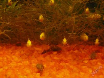 Лот: 643236. Фото: 1. молодь лабидохромис еллоу(фото... Рыбки