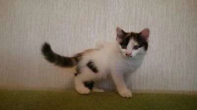 Лот: 5976609. Фото: 1. Кошечка ищет любящих хозяев. Кошки, котята