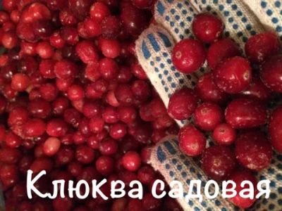 Лот: 8585717. Фото: 1. Клюква Садовая Китай. Ягоды, орехи