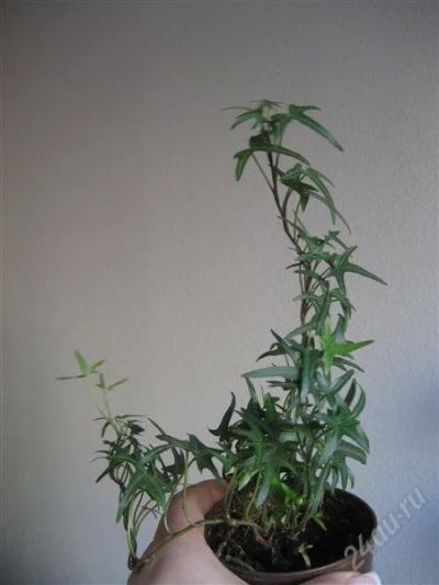 Лот: 492825. Фото: 1. Плющ (Hedera helix). Горшечные растения и комнатные цветы