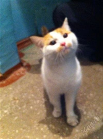 Лот: 2664010. Фото: 1. Отдам кота в добрые руки. Кошки, котята