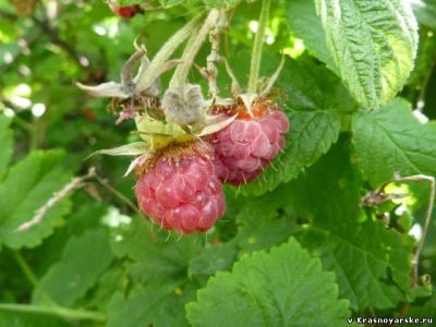 Лот: 3930130. Фото: 1. Продам участок земли в "Сибиряке... Земельные участки