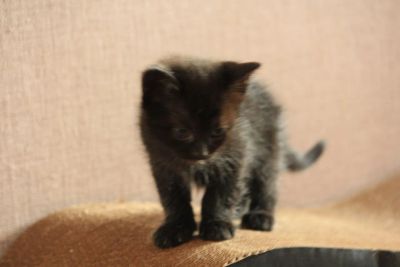 Лот: 24694121. Фото: 1. Отдам котенка. Кошки, котята