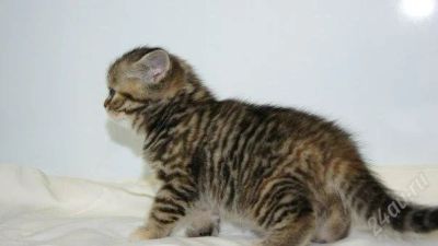 Лот: 2070902. Фото: 1. Шотландский чудо-котенок!). Кошки, котята