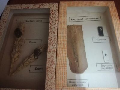 Лот: 16197275. Фото: 1. Насекомые-вредители. Другое (растения и животные)