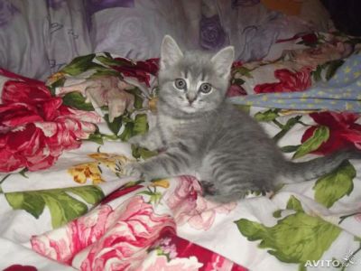 Лот: 4451977. Фото: 1. Милые котята Британцы, умняжки... Кошки, котята