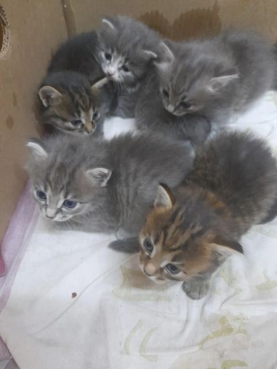 Лот: 25517683. Фото: 1. Котята. Кошки, котята