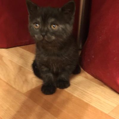 Лот: 7450173. Фото: 1. Шотландская прямоухая, окрас табби... Кошки, котята