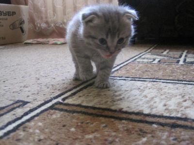 Лот: 7240033. Фото: 1. Вислоухая кошечка. Кошки, котята