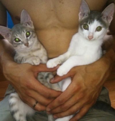 Лот: 7533794. Фото: 1. очень срочно!дарим 2 оттенка серого... Кошки, котята