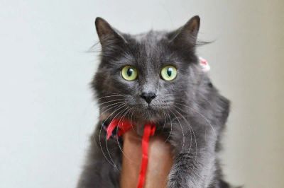 Лот: 6138813. Фото: 1. Кошечка - 1 год стерилизована. Кошки, котята