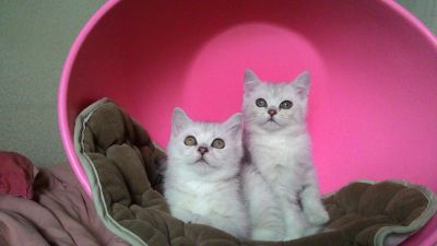 Лот: 7584450. Фото: 1. Британские котята, крупные мальчики. Кошки, котята