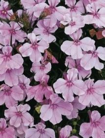 Лот: 6709227. Фото: 1. Лобелия еринус Riviera Lilac... Другое (семена, рассада, садовые растения)