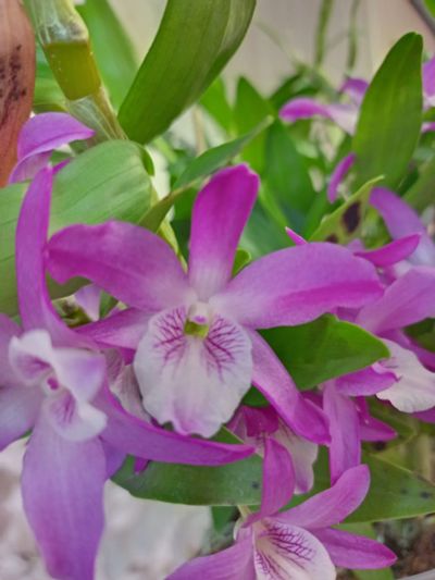 Лот: 19518654. Фото: 1. орхидея дендробиум. Горшечные растения и комнатные цветы