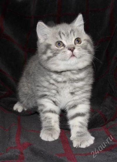 Лот: 1537626. Фото: 1. Британские котята от 5000 до 10000. Кошки, котята